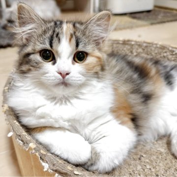 ミヌエット(長足)【栃木県・女の子・2025年3月10日・ブラックトービー&ホワイト】の写真「とっても可愛い子です♡」