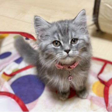 ミヌエット(長足)【栃木県・男の子・2025年6月13日・ブルータビー】の写真「とても元気のいい子♡」