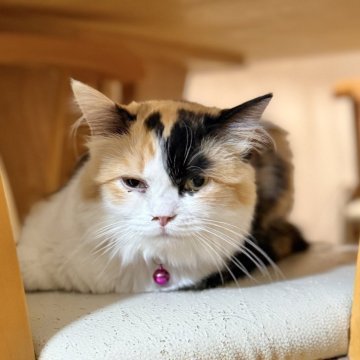 ミヌエット(長足)【栃木県・女の子・2025年5月1日・ブラックトービー&ホワイト】の写真「ちょっとツンデレちゃん♡」