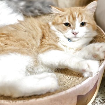 ミヌエット(長足)【栃木県・男の子・2025年5月1日・レッドタビー】の写真「元気が良すぎる子♡」