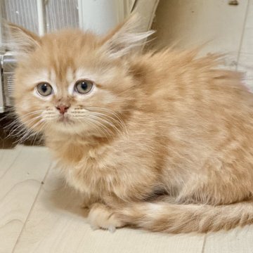 マンチカン(短足)【栃木県・女の子・2025年9月7日・レッドタビー】の写真「とても可愛い子♡」