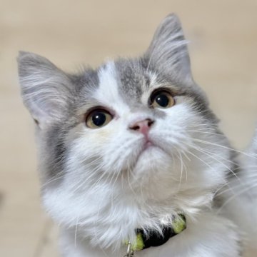 ミヌエット(長足)【栃木県・女の子・2025年6月13日・ブルータビー&ホワイト】の写真「ちょっと控えめな子♡」