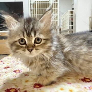 マンチカン(短足)【栃木県・女の子・2025年9月7日・ブラウンタビー】の写真「とても可愛い子♡」