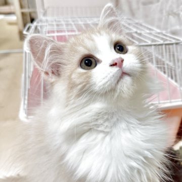 ミヌエット(長足)【栃木県・男の子・2025年3月10日・カメオ】の写真「とっても甘えん坊です♡」