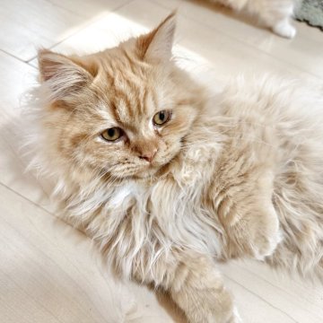 マンチカン(短足)【栃木県・男の子・2025年1月15日・レッドタビー】の写真「全部込み込み価格です♡」