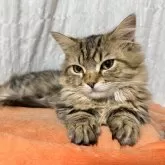 ミヌエット(短足)【栃木県・男の子・2024年7月22日・ブラウンタビー】の写真1