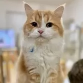 ミヌエット(長足)