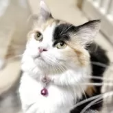 ミヌエット(長足)【栃木県・女の子・2025年5月1日・ブラックトービー&ホワイト】の写真1