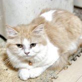 ミヌエット(長足)