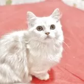 ミヌエット(短足)