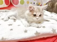 ミヌエット(長足)【栃木県・男の子・2025年3月10日・カメオ】の写真2