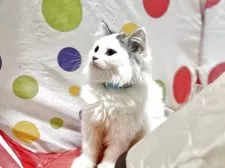 ミヌエット(長足)【栃木県・男の子・2025年6月3日・ブラウンタビー&ホワイト】の写真2