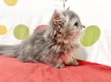 ミヌエット(短足)【栃木県・女の子・2025年3月10日・ブルークリーム】の写真2