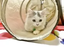 ミヌエット(長足)【栃木県・男の子・2025年6月3日・ブルータビー&ホワイト】の写真2