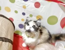 ミヌエット(長足)【栃木県・女の子・2025年6月3日・ブラックトービー&ホワイト】の写真3