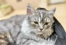 ミヌエット(長足)【栃木県・女の子・2025年6月13日・ブルータビー】の写真4