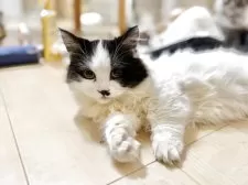 ミヌエット(短足)【栃木県・男の子・2025年5月1日・ブラック&ホワイト】の写真4