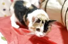 ミヌエット(長足)【栃木県・女の子・2025年5月1日・ブラックトービー&ホワイト】の写真5