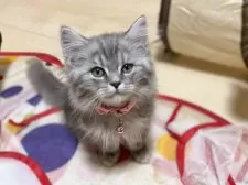 ミヌエット(長足)【栃木県・女の子・2025年6月13日・ブルータビー】の写真5