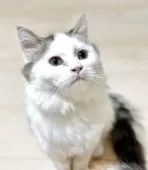 ミヌエット(長足)【栃木県・男の子・2025年6月3日・ブラウンタビー&ホワイト】の写真6