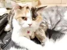 ミヌエット(長足)【栃木県・女の子・2025年5月1日・ブラックトービー&ホワイト】の写真7