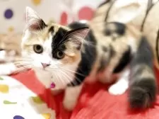 ミヌエット(長足)【栃木県・女の子・2025年5月1日・ブラックトービー&ホワイト】の写真8