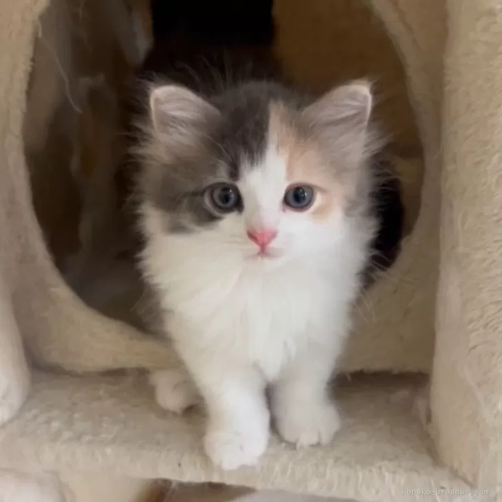 ID:2408-01497の子猫