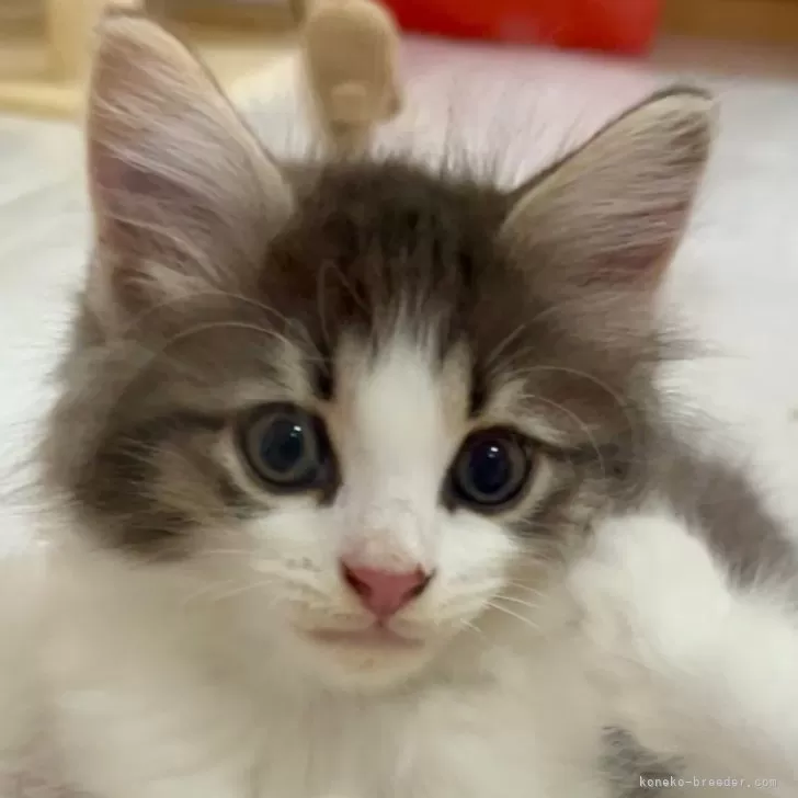 ID：2505-02570の子猫