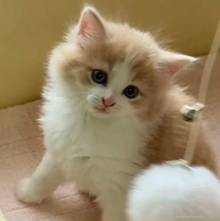 ID：2504-01253の子猫