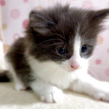 ノルウェージャンフォレストキャット【岐阜県・男の子・2025年10月29日・ブラック&ホワイト（長毛）】の写真「活発で物覚えが早い男の子😺」