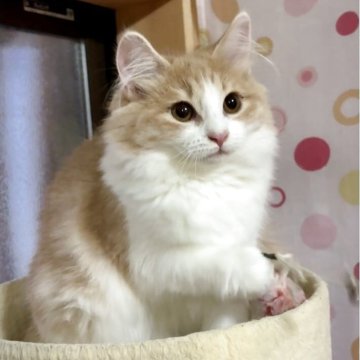 ノルウェージャンフォレストキャット【岐阜県・女の子・2025年4月21日・クリームタビー&ホワイト（長毛）】の写真「かわいい女の子❤️」