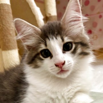 ノルウェージャンフォレストキャット【岐阜県・男の子・2025年4月25日・ブルータビー&ホワイト（長毛）】の写真「イケメンくん💕ボーナスセール開催中」