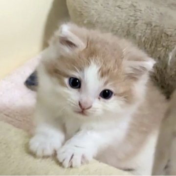 ノルウェージャンフォレストキャット【岐阜県・男の子・2025年10月29日・クリームタビー&ホワイト（長毛）】の写真「かわいい男の子😺」