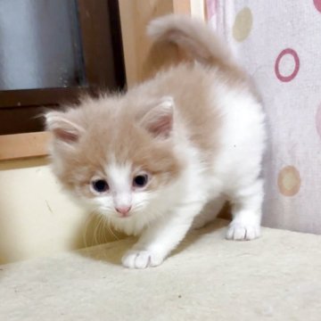 ノルウェージャンフォレストキャット【岐阜県・男の子・2025年10月29日・クリームタビー&ホワイト（長毛）】の写真「優しい顔立ちの男の子😺」