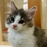 ノルウェージャンフォレストキャット