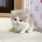 ノルウェージャンフォレストキャット