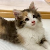 ノルウェージャンフォレストキャット