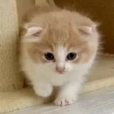 ノルウェージャンフォレストキャット【岐阜県・女の子・2025年4月21日・クリームタビー&ホワイト】の写真5