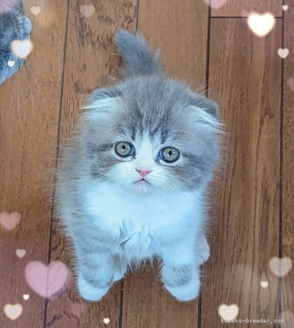 新井　愛美(あらい　まなみ)ブリーダー(長崎県・フォールデックスなど・ACC登録)の紹介写真3