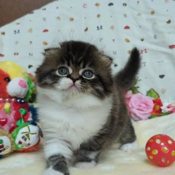 ID：2309-01623の子猫