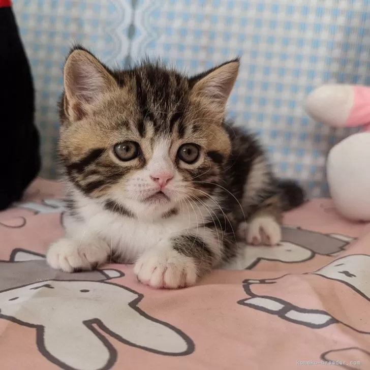ID:2404-03240の子猫