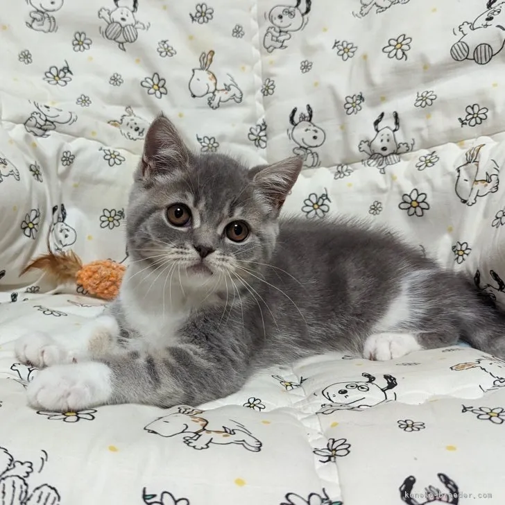 ID：2307-02881の子猫