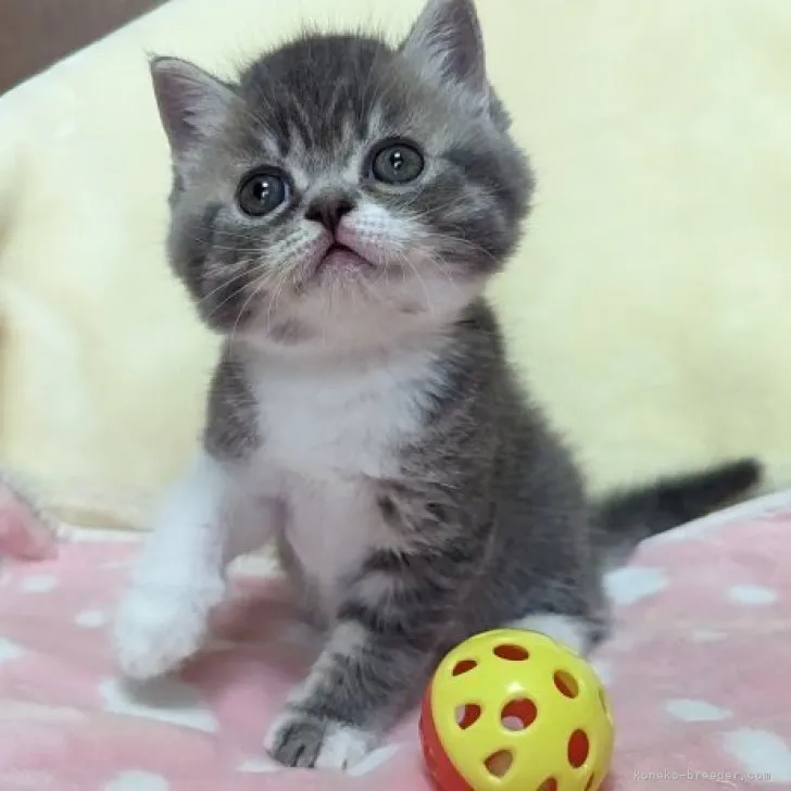 ID:2306-03387の子猫