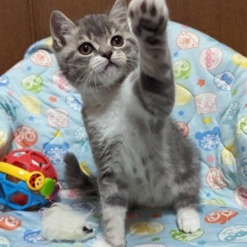 フォールデックス【長崎県・男の子・2023年8月26日・ブルータビー&ホワイト（短毛）】の写真「丸顔ムチムチイケメンBOYくん✨」