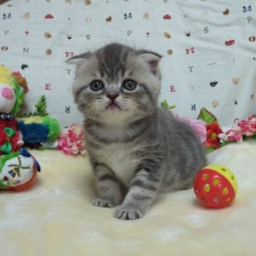 フォールデックス【長崎県・女の子・2023年8月26日・ブルータビー（短毛）】の写真「丸顔美猫girlちゃん✨」