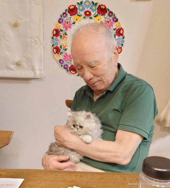 ブリーダーの夫、ジジパパです。愛情いっぱい注いでくれています🥰｜伊藤　さかえ(いとう　さかえ)ブリーダー(東京都・エキゾチックショートヘアなど・ICC登録)の紹介写真3