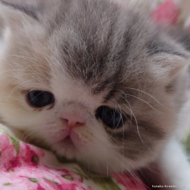 ID:2305-00793の子猫