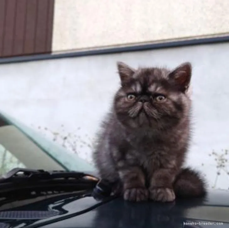 ID:2209-00895の子猫