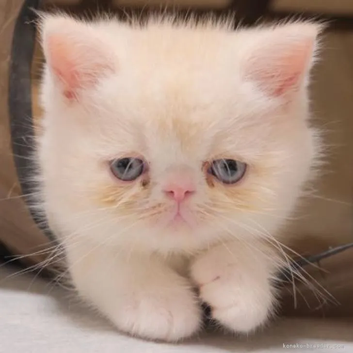 ID:2209-00889の子猫