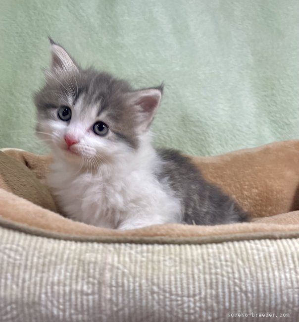 大木政孝ブリーダーのブログ：ノルウェージャンのおんなのこ🐾